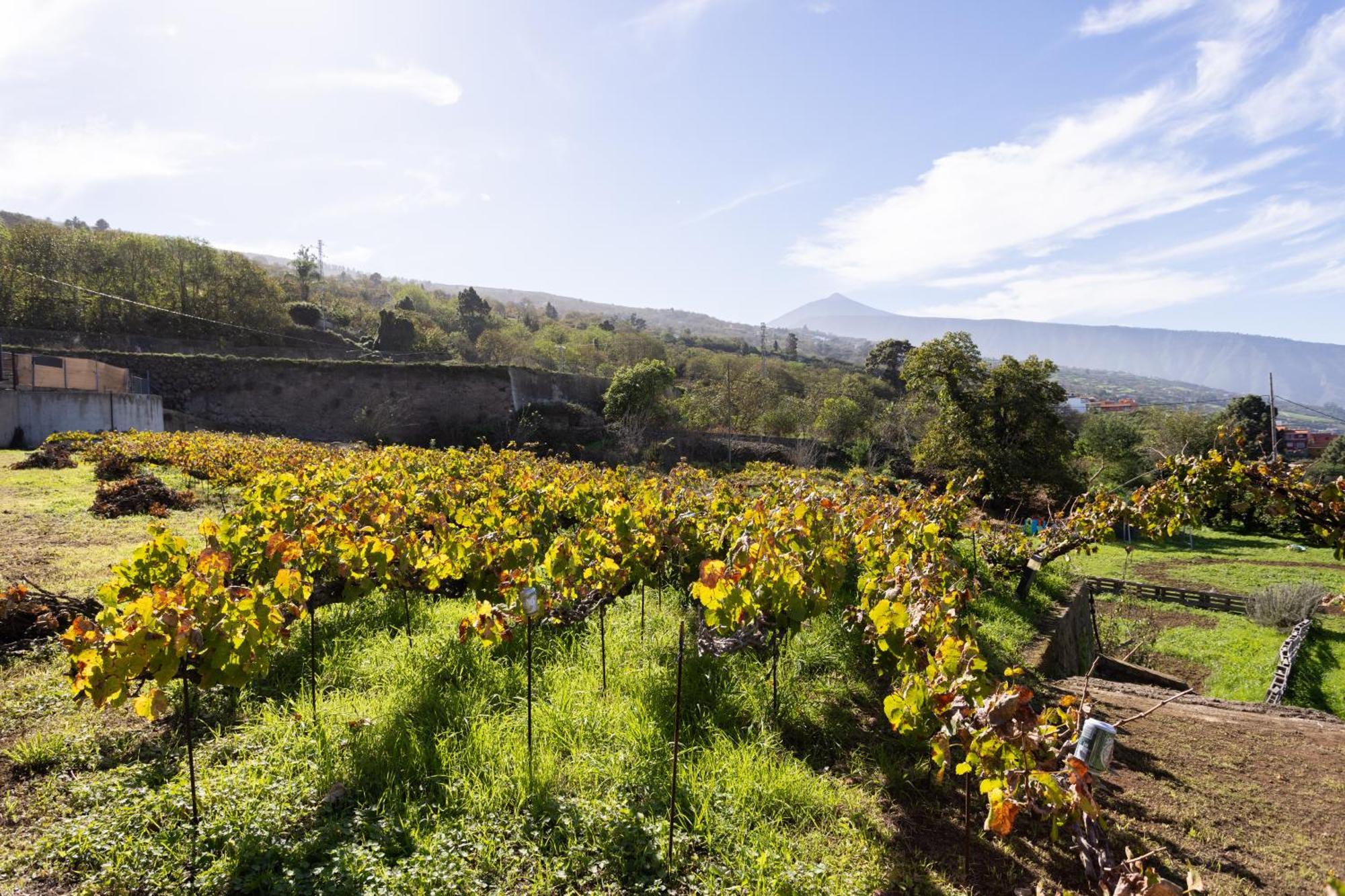 Ek Drago Finca El Milagro La Orotava Esterno foto