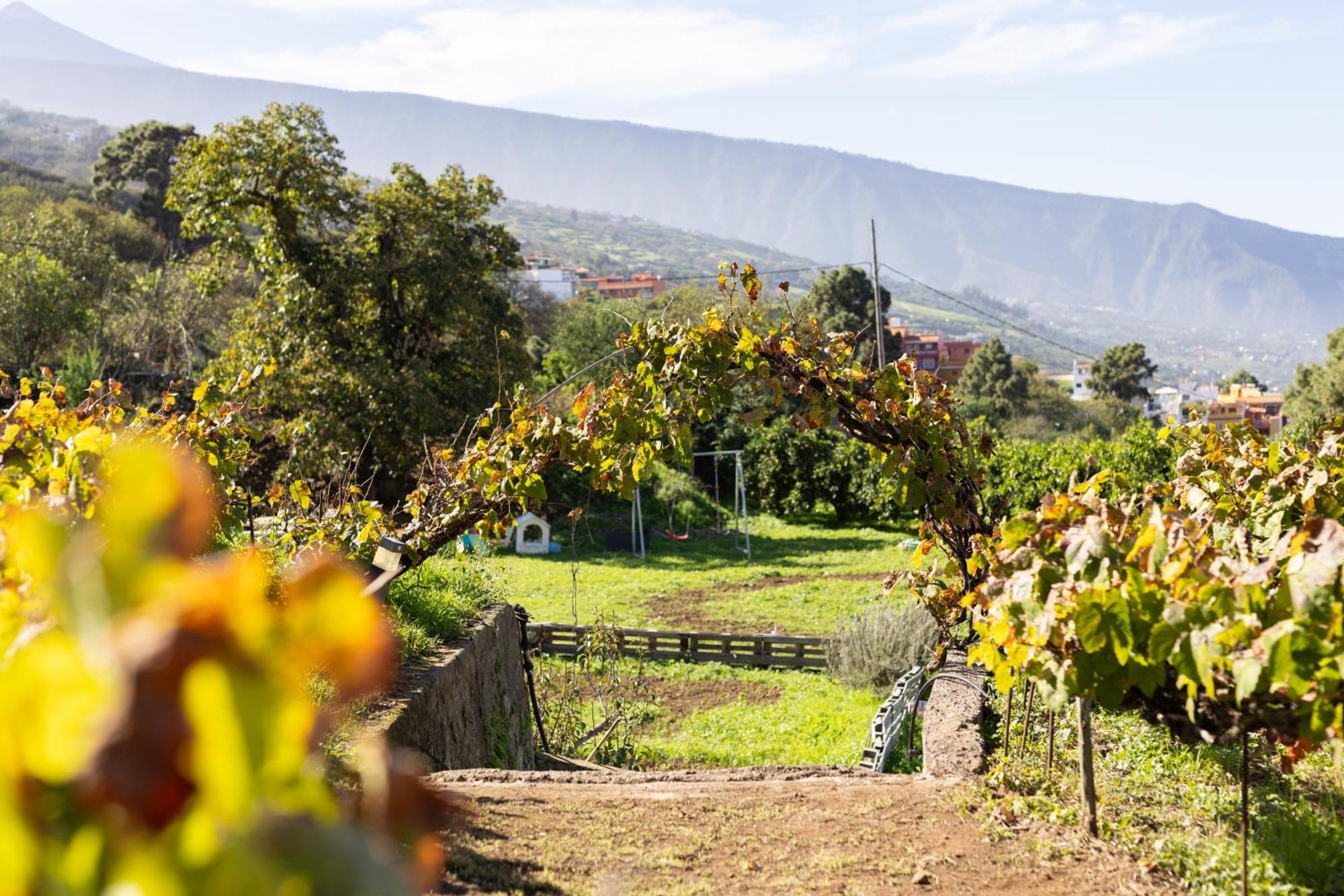 Ek Drago Finca El Milagro La Orotava Esterno foto